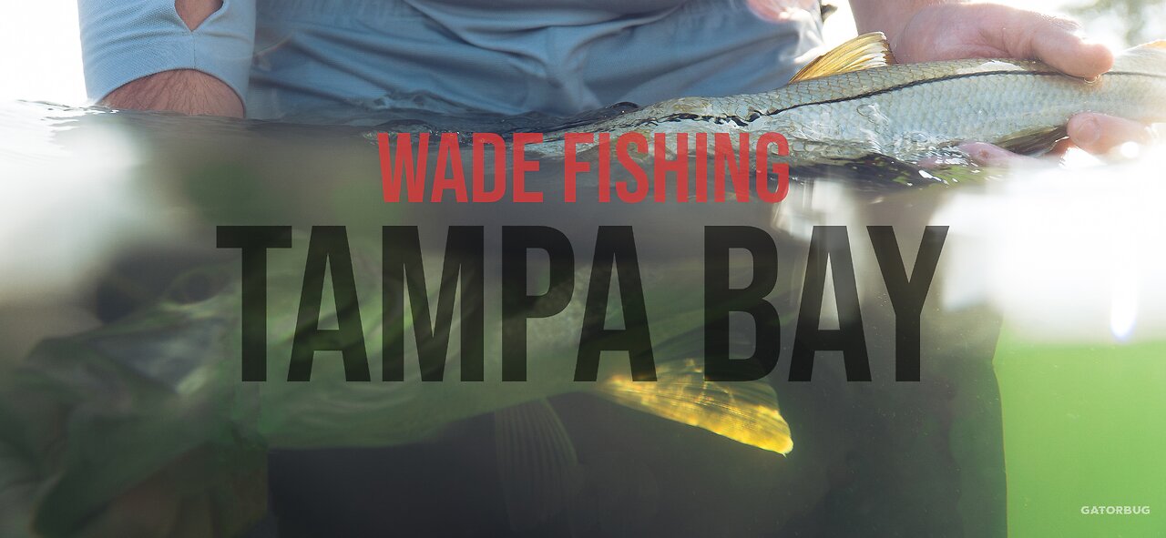 WADE FISHING in TAMPA BAY!