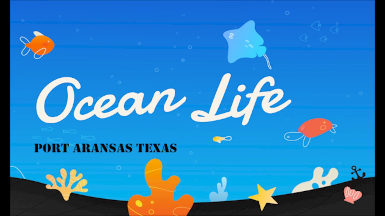 Ocean Life - Port Aransas Texas | 4k DrOne, Padre Island