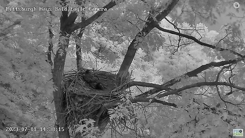 Hays Eagles H19 and H20 taking a break after a large fish meal-laying tail to tail 07-01-2023 14:37