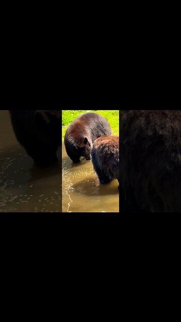 The 3 🐻🐻🐻 #bears after eating #Goldilocks 🙀 #shorts