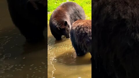 The 3 🐻🐻🐻 #bears after eating #Goldilocks 🙀 #shorts