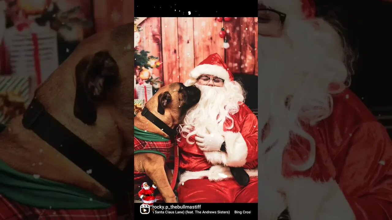 Photo Shoot with #Santa at @petsmart #bullmastiff #puppylife #dogsofyoutube #hohoho