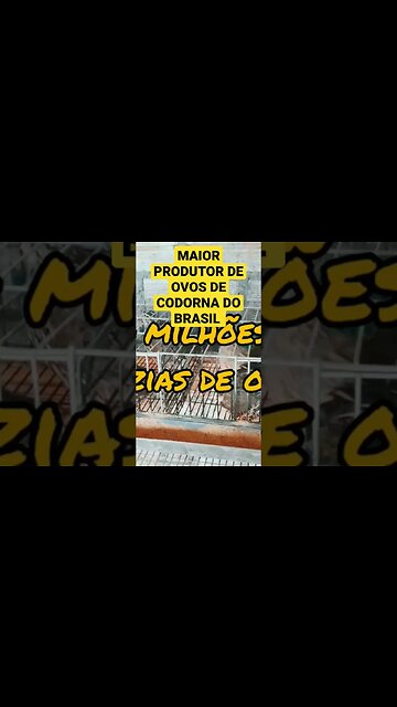 MAIOR PRODUTOR DE OVOS DE CODORNA DO BRASIL