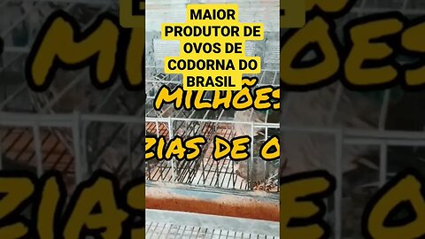 MAIOR PRODUTOR DE OVOS DE CODORNA DO BRASIL