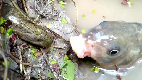 Unique New Hunting Style. Hungry Big Fish Eating mudeelfish From Dry Hole