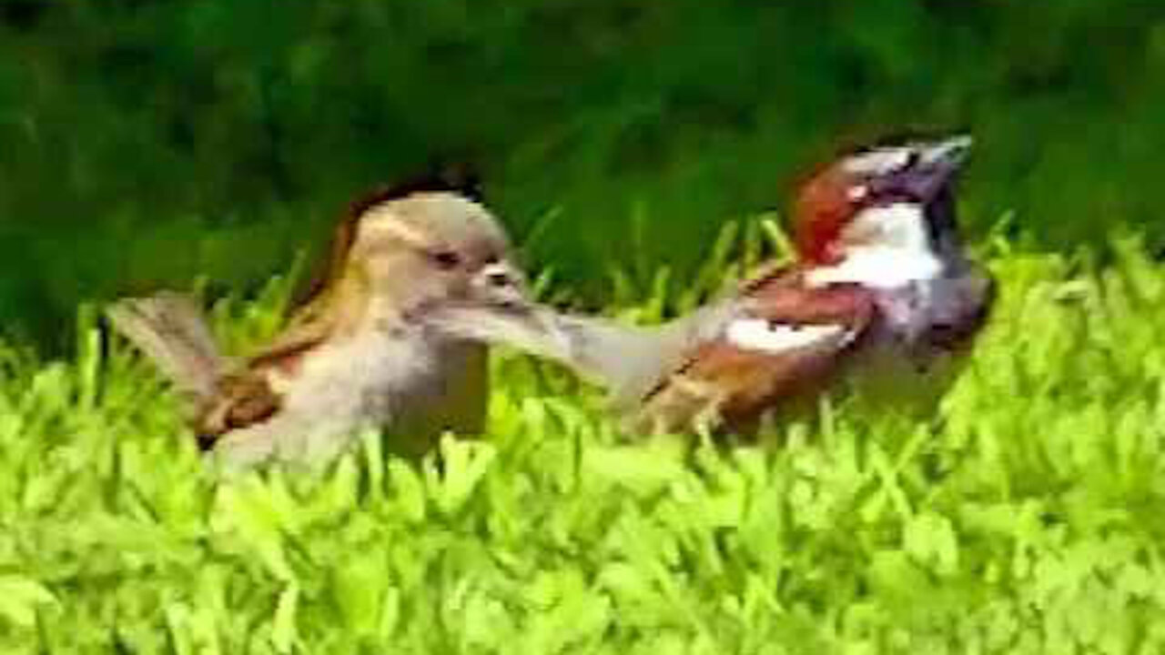 IECV NV #323 - 👀 House Sparrows In The Spring Looking For There Mates 🐤5-19-2017