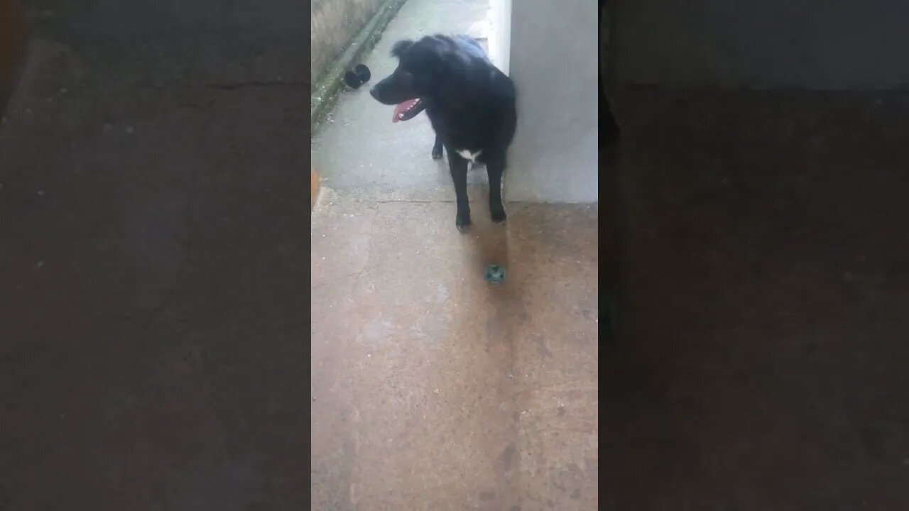 Conheça Boris, Um Doguinho Esperto