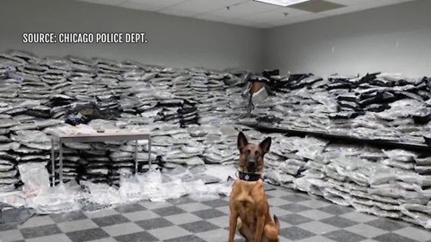 Police dog sniffs out $10M worth of marijuana