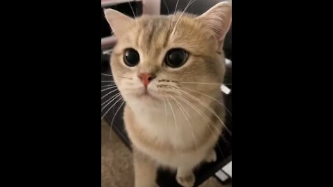 Cute Cat Speaks With Us