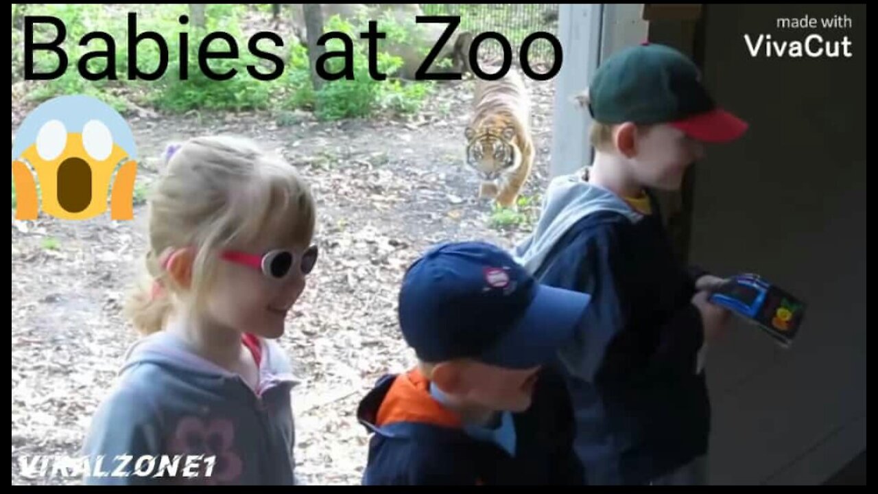 TRY NOT TO LAUGH " Funny Babies at Zoo"