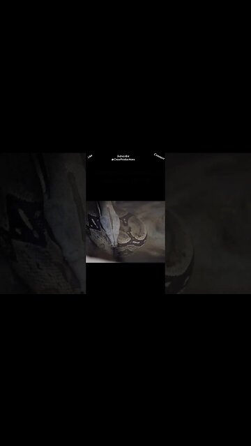 While the reticulated python and anaconda are the largest snakes in general #snakes #shorts