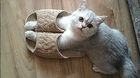 Funniest Cats and Dogs