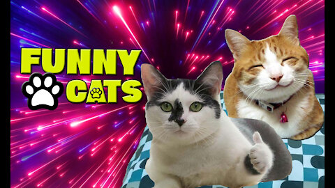 Amazing Funny Cats Change 2021