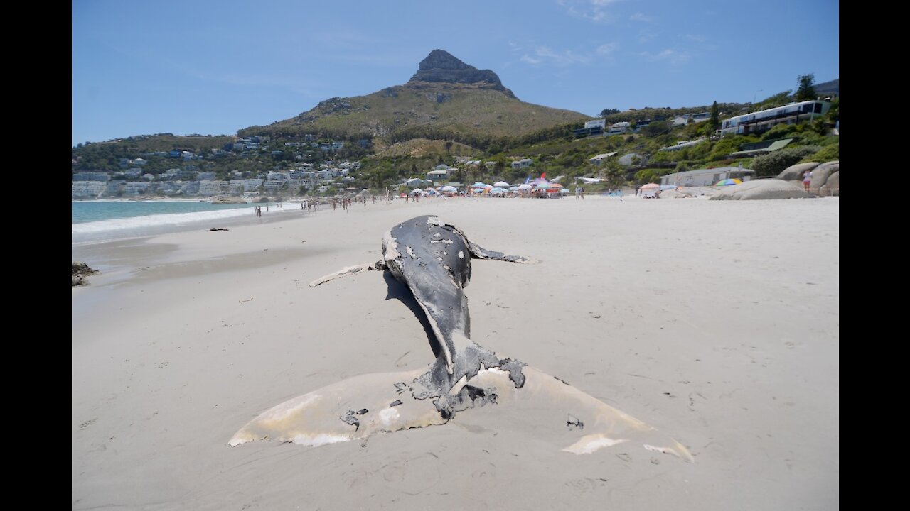 Clifton beaches open again after 9m humpback whale carcass washes ashore