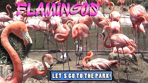 Flamingos - Animal Spotlight