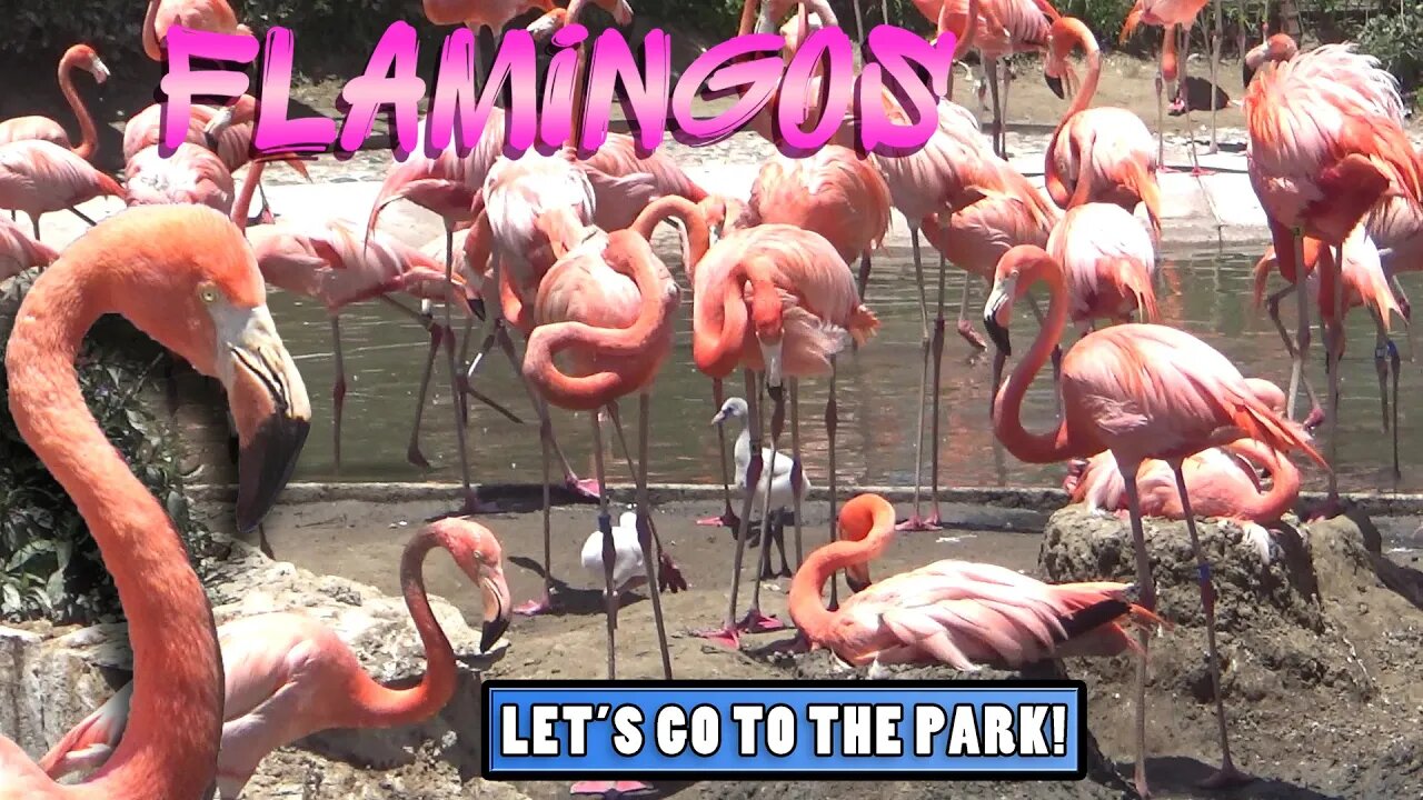 Flamingos - Animal Spotlight