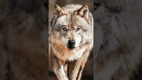 Köpekler evrimi boyunca, insanları manipüle etmek için göz kası geliştirmiş.🐶 | Part I #köpek #bilim