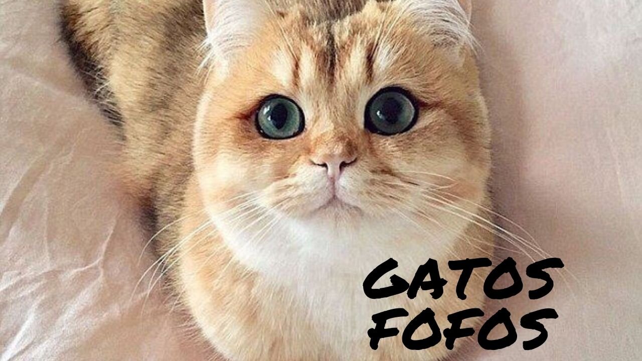 FUNNY AND CUTE CATS VIDEOS