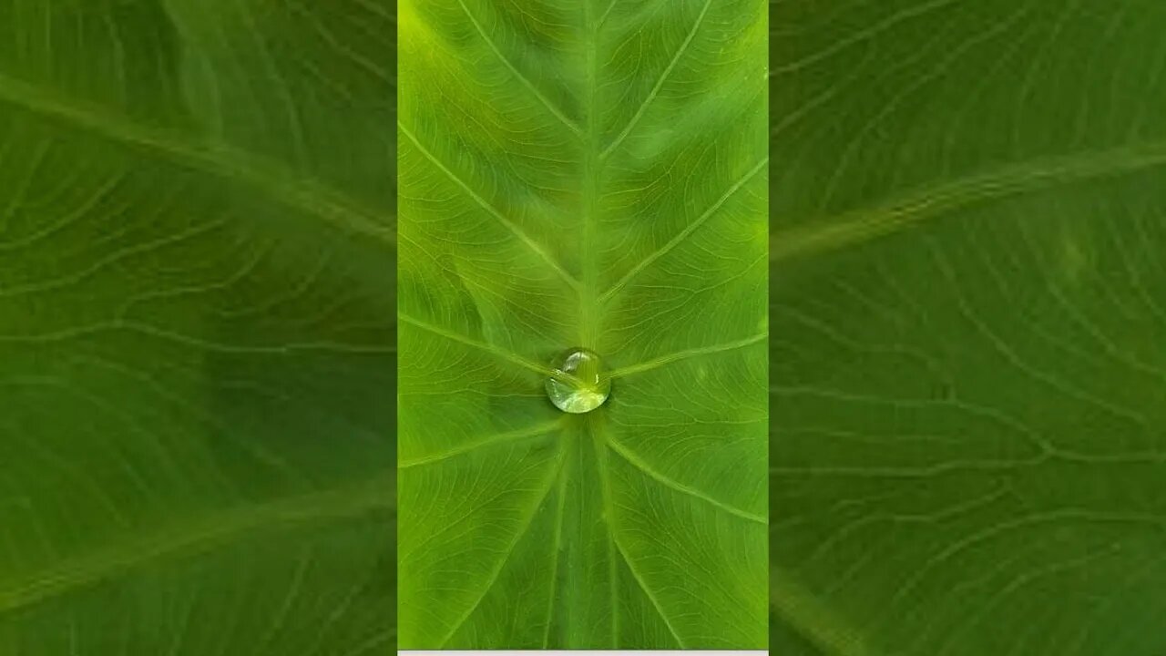 Hydrophobic plant Taro plant leaf #shorts