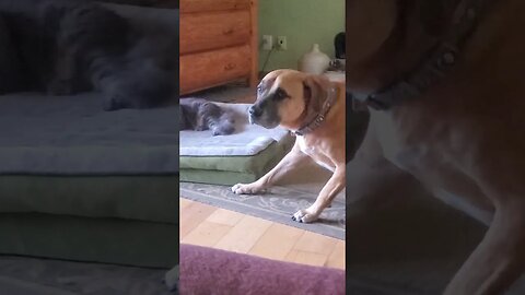 doggo asking me to get the cat out of his bed! #doggo #funnypets #dog #cat