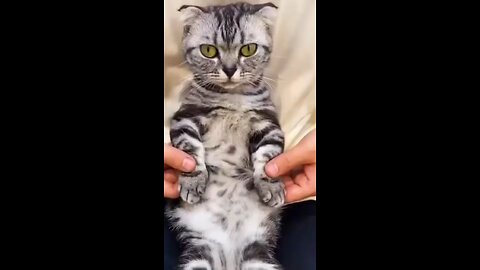 my cat
