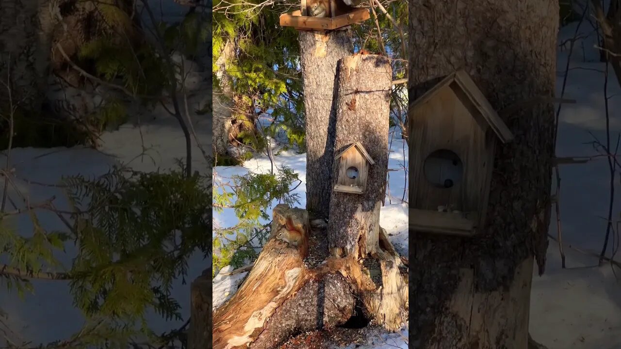 2 Squirrels and their Houses 🐿️🏠