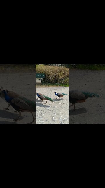 Peackocks in the car park #northernireland