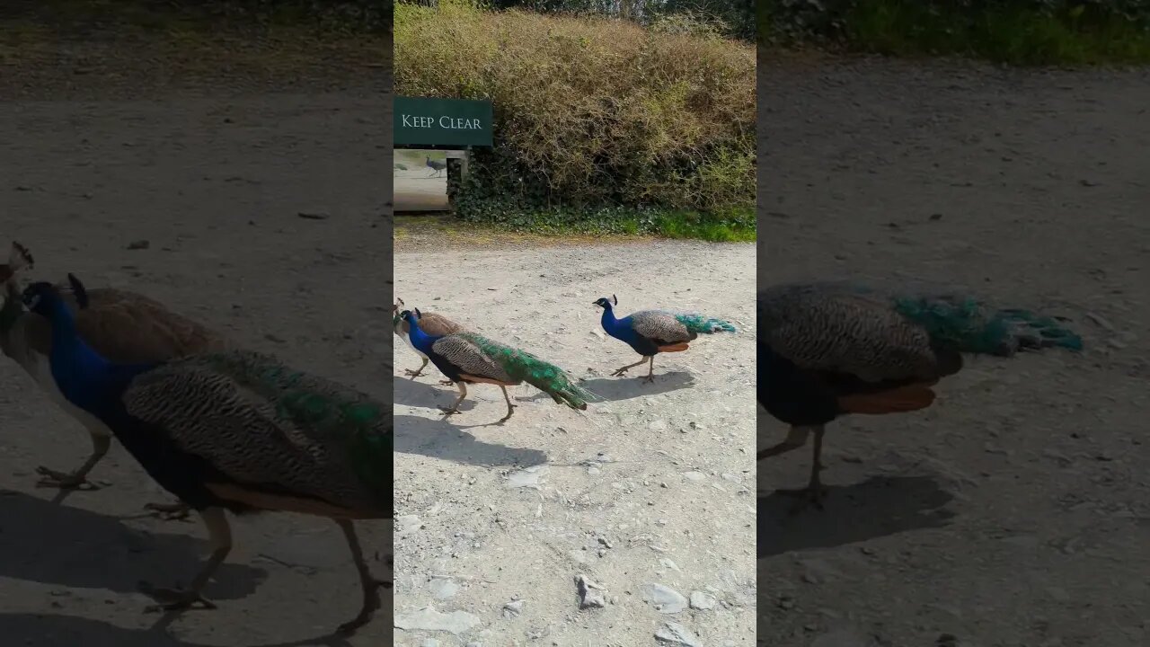 Peackocks in the car park #northernireland