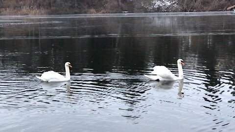 Swan dance at High park-Toronto