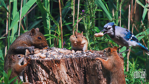 Cat TV 🐱 Dog TV 🐶 Upstate Birds And Critters: Ep 319— 071524