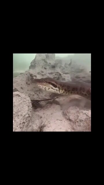 Anaconda In Deep Water 💦#UbertainmentFun #Shorts #ytshorts #Dogs #Animals #Fun