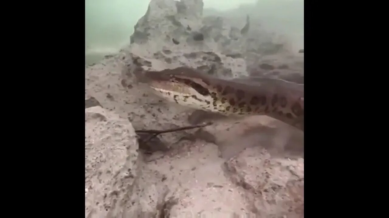 Anaconda In Deep Water 💦#UbertainmentFun #Shorts #ytshorts #Dogs #Animals #Fun