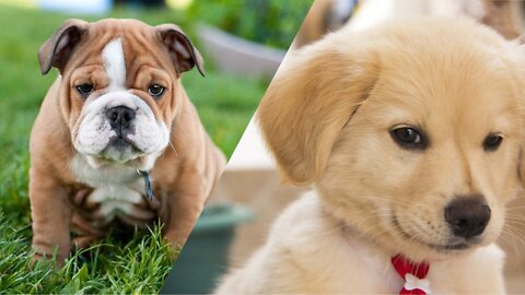 Cute and Funny Fails Dogs Videos | Funny Puppy Videos