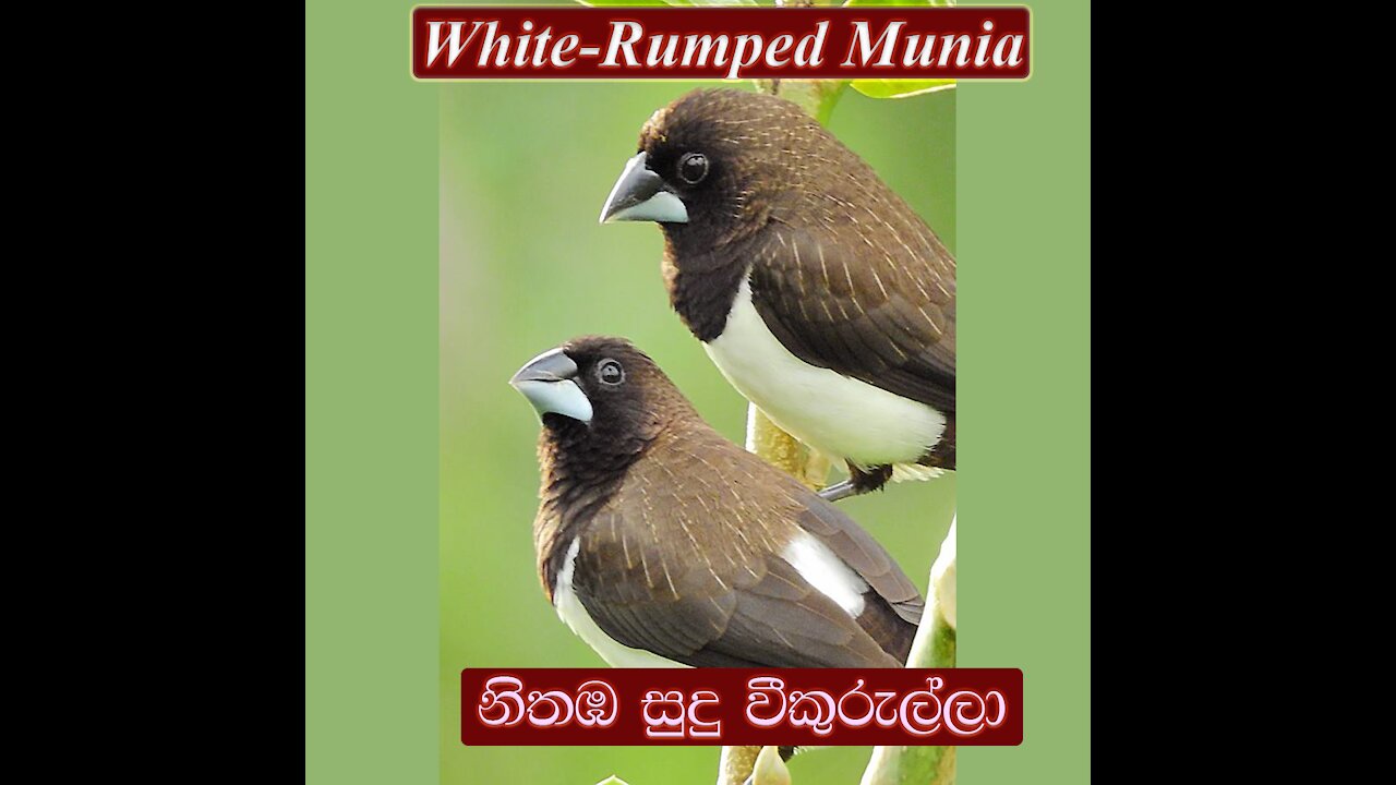 White-Rumped Munia | White-Rumped Mannikin | Nithamba sudu wee kurulla