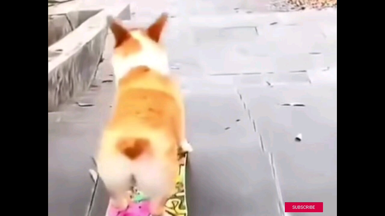 Talented Dog on the skateboard like a pro🛹🐕