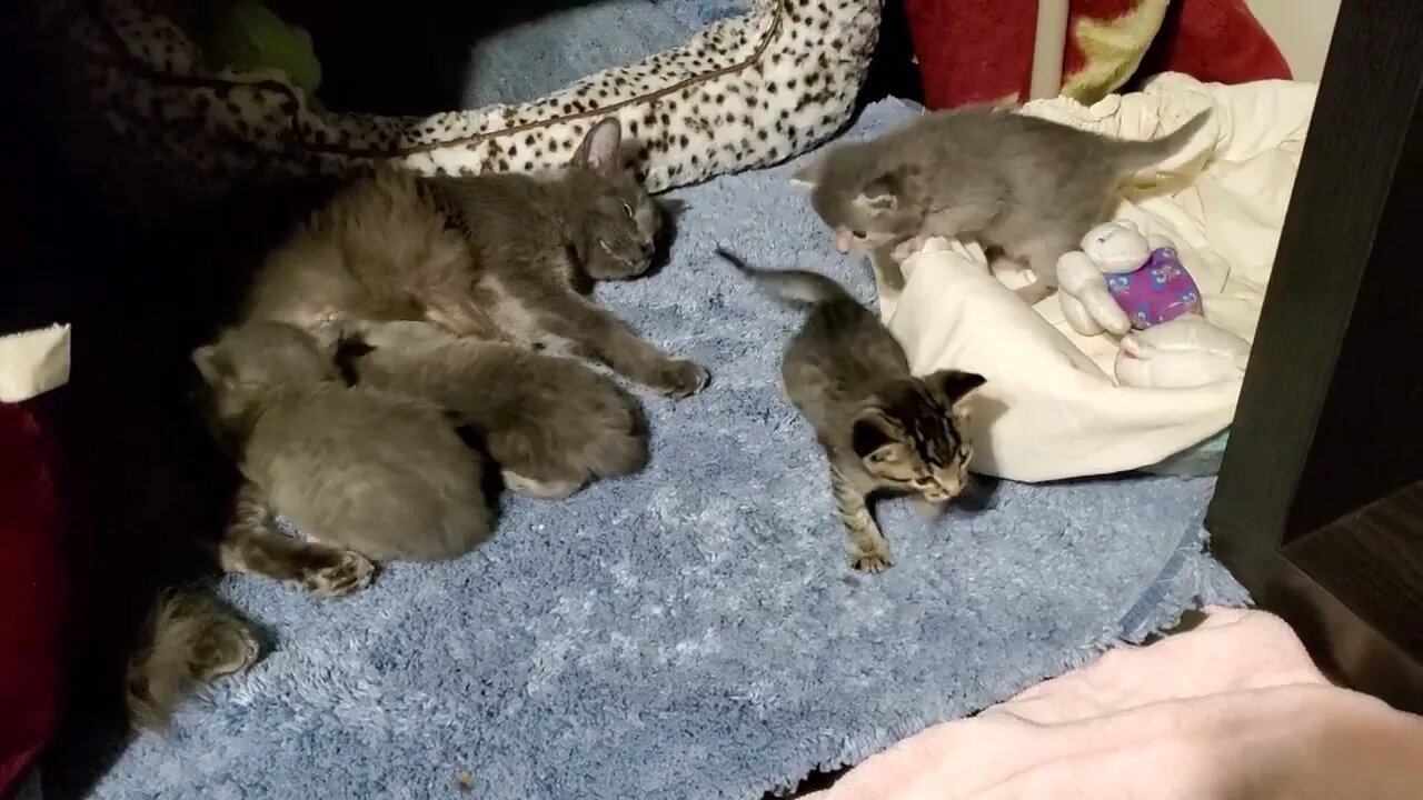 Kittens are inside and active