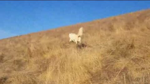 Cão reage a pasto de maneira estranha!