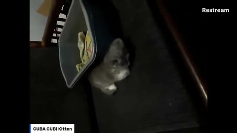 📡[LIVE] Sleeping Mocu Mici at Saturday Night 🐾