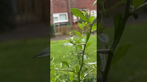 Pigeons are back #veiws_viral_video_subscribers_grow