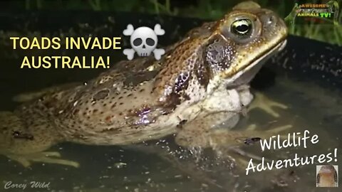 GIANT CANE TOADS Poison Predators! ☠