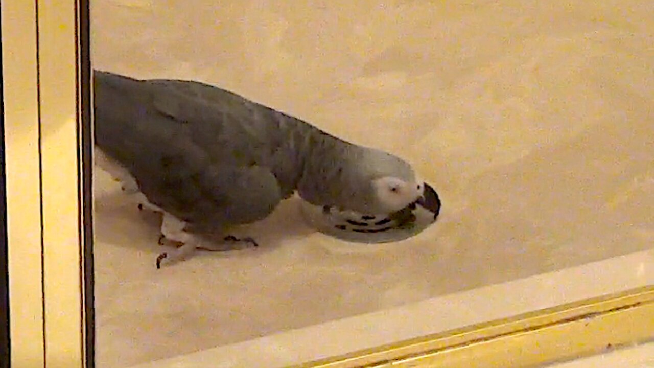 Mischievous parrot apologizes in advance for bad behavior