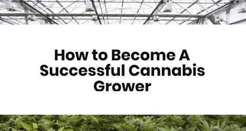 How to Become A Successful Cannabis Grower