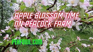 Apple Blossom Time On Peacock Farm, Peacock Minute, peafowl.com