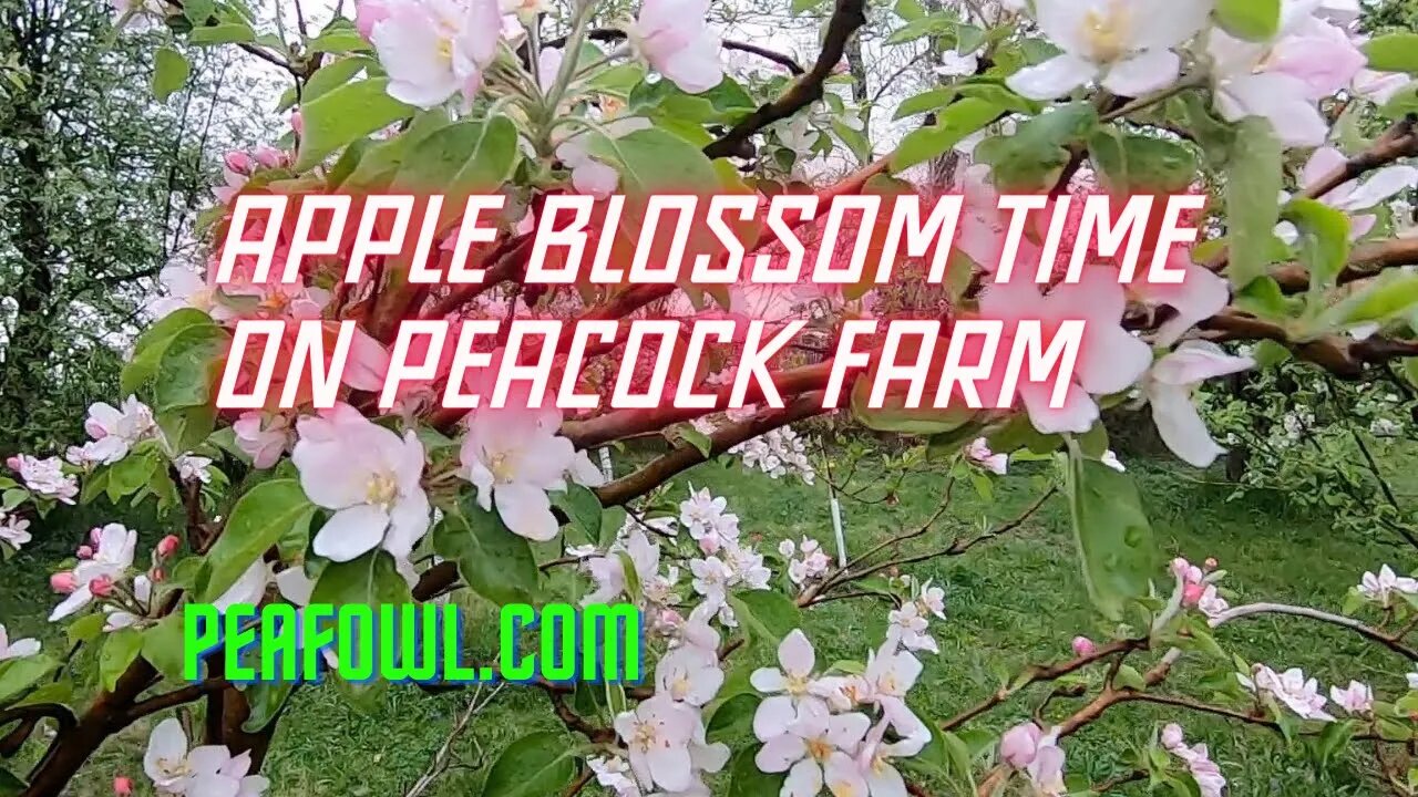 Apple Blossom Time On Peacock Farm, Peacock Minute, peafowl.com