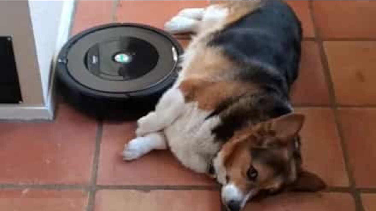 Hund bliver kløet på maven af en Roomba