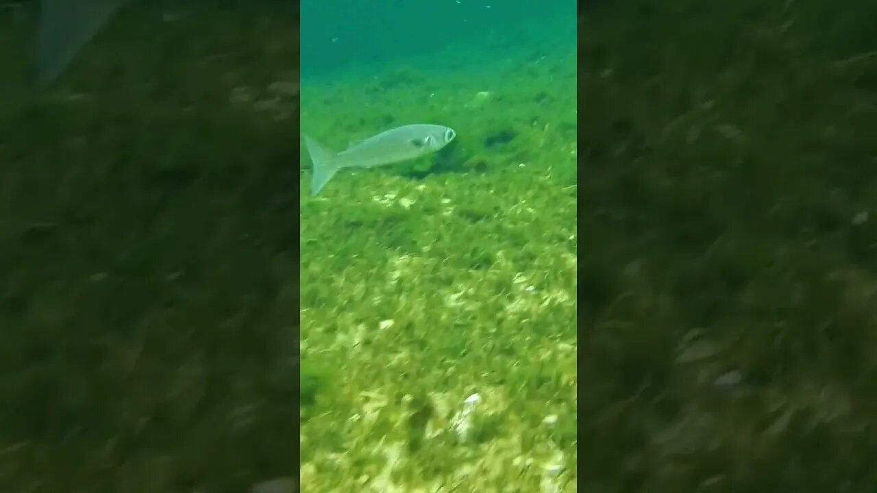 🐟 Freshwater Fish 🐟 at Wakulla Springs 23 #shorts