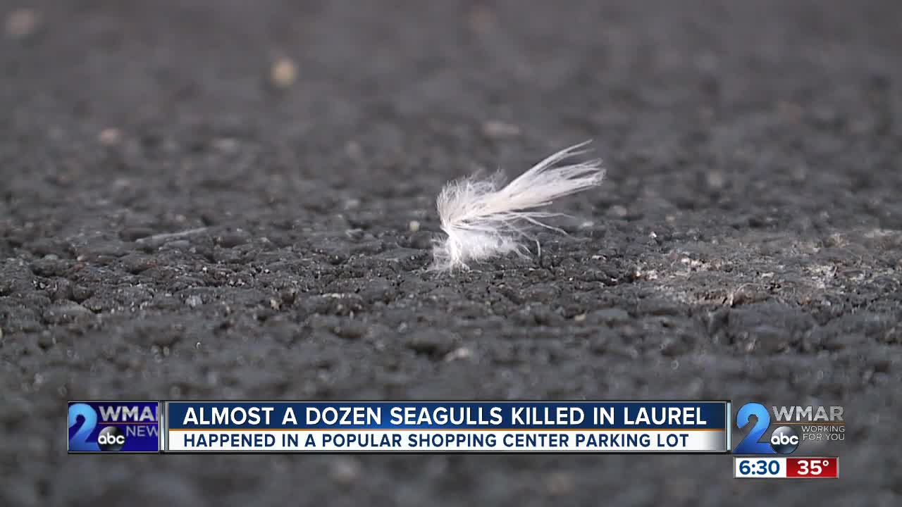 Police: Someone purposely spilled popcorn at Laurel shopping center just to kill seagulls