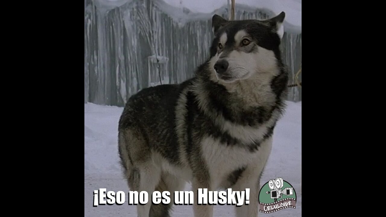 CLOP E163: !Eso no es un Husky¡