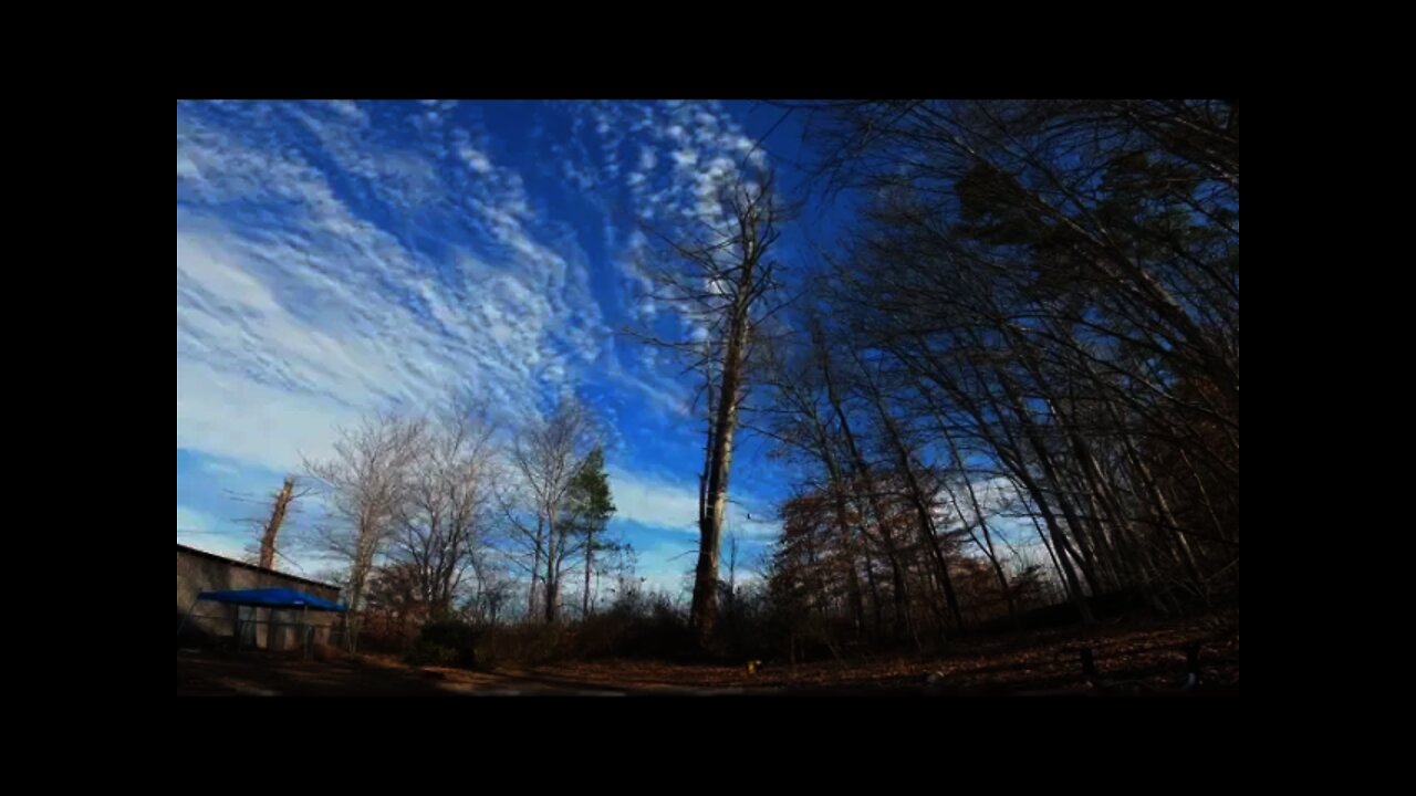 Dropping a dead tree on the ranch