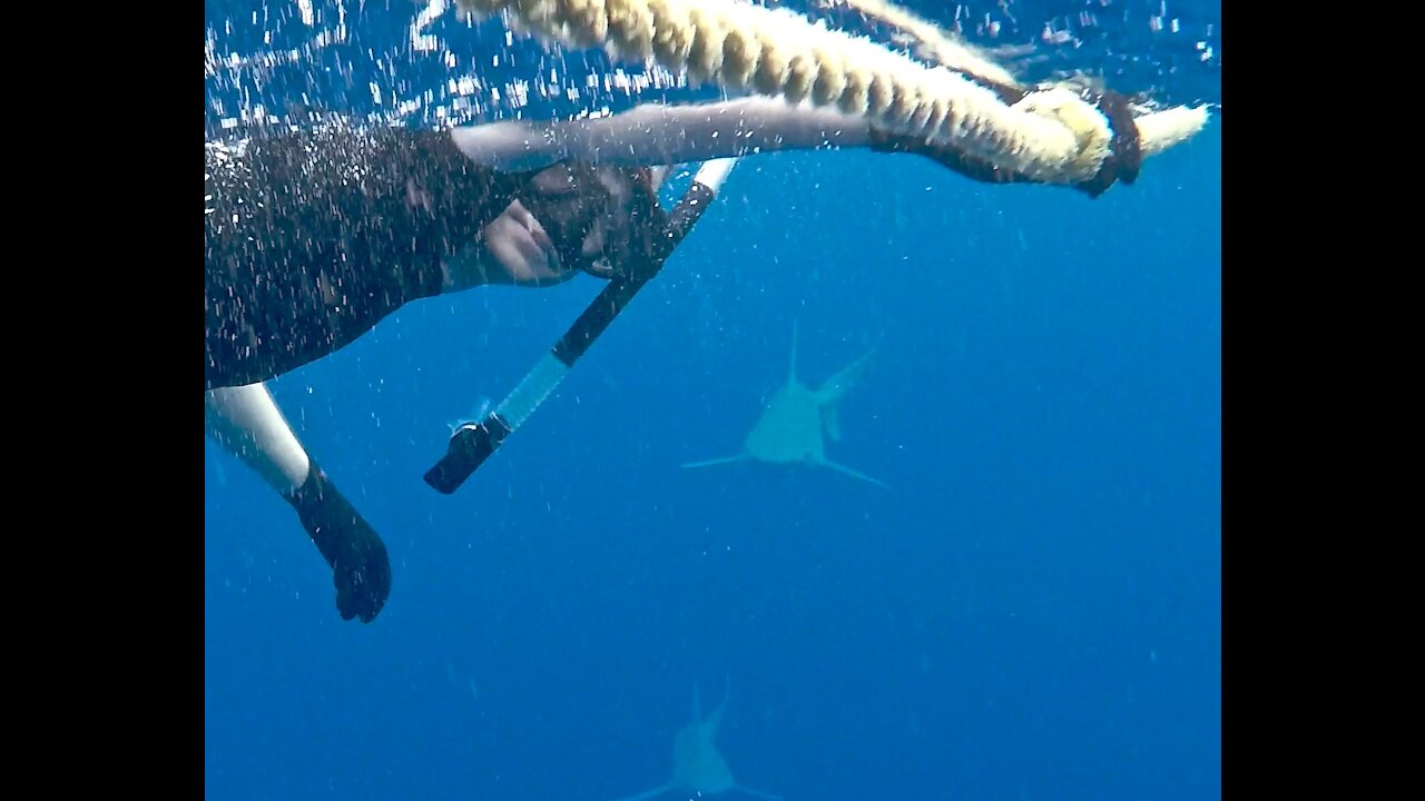 North Shore Shark Dive